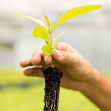 Teak Planting Teak Planting
